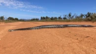 Rare sighting of huge python in South Australian national park