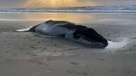 Whale calf euthanised after stranding on K'gari