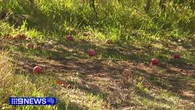 Apple growers furious after orchard damaged by energy workers