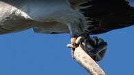 Snake bites eagle after it's snatched off Queensland beach