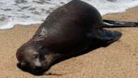 Authorities offer $20k reward after seal shot on California beach