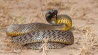 Snakes 'out in force' for breeding season, catcher warns