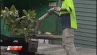 Tree destruction leaves Sydney street stumped