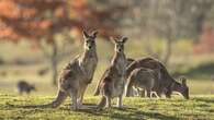 Sydney man charged with running over, torturing kangaroos