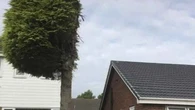 English family left with half a tree in neighbour dispute