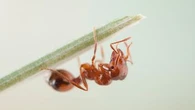 'National emergency': Another fire ant nest found in NSW