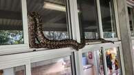 Warm end to winter means snakes are on the move, experts warn