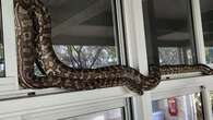 School calls in snake catcher to deal with classroom invader