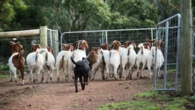 Aussie goat meat exports skyrocket in record-breaking year