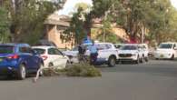 Woman killed by falling tree branch in Sydney's south-west