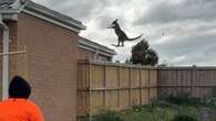 Landscaper captures incredible kangaroo encounter at Victorian home