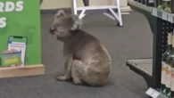 Unusual customer heads to South Australia bottle shop's beer fridge