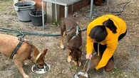 Victorian charity launches virtual pet food drive