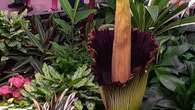 Thousands are watching a live stream of the 'corpse flower' bloom. Here's why