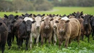 Aussie beef farmers cutting in on America's exports to China