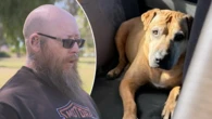 Perth family's heartbreak after dogs stabbed on morning walk