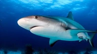 Australia is responsible for one in five shark products seized at NZ borders