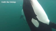 Orcas caught on camera offering humans 'gifts'