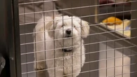 Aussies' generosity saves animal rescue shelter from closure