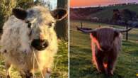 Cow-napping fears after two rare pets go missing from SA properties