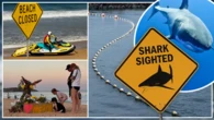 Are shark attacks on the rise and what can we do to stop them?