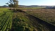 Farmer says next-gen replacement for working dogs are 'changing the game'
