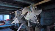 Foreign fishers plead guilty after 50kg of shark fins found on boat