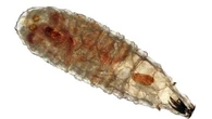 New human screwworm flesh-eating parasite case in USA uncovered
