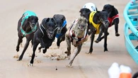 Tasmanian government pulls the plug on greyhound racing