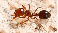 Fire ants infest mine in Queensland as an eradication team chases them across state