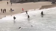 Video shows shark at beach north of Cabarita just days after teen bitten