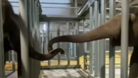 Elephants settle into new SA home after mammoth interstate journey