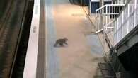 Curious koala's early morning stroll on train platform