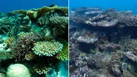 WA suffers worst coral bleaching on record after severe marine heatwave