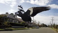 It's magpie swooping season again. Here's how to avoid getting injured