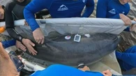 Stranded dolphin rescued from shallow water on NSW coast