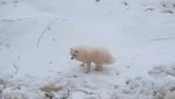 Dog rescued by Russian icebreaker crew after a week in the Arctic