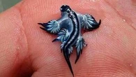Beaches in tourist hotspot shut after rare, venomous sea slugs found