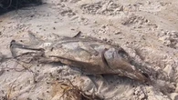 Calls for national disaster declaration as seafood industry 'ripped to pieces'