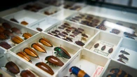 New $90 million facility to house millions of insect and wildlife samples