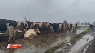 'Diabolical' floods push NSW dairy farm underwater