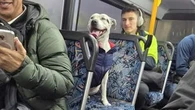 Hunt underway for dog's owner after it hopped onto a Sydney bus