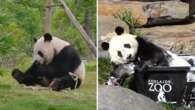 Beloved Adelaide pandas prepare to depart for China