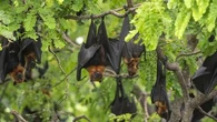 Fears for Australia after 20 new bat viruses discovered in China