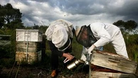 Beekeepers battling 'perfect storm' of threats to their future