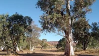 Woman indecently assaulted by man on a bike while running in Alice Springs