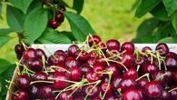 Cherry prices set to soar after SA storms