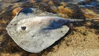 Beachgoer's lucky escape from unusually aggressive stingray attack