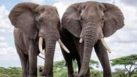 African elephants call each other by unique names: study