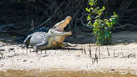 Keeping crocs as pets becomes contested issue days out from NT election